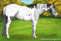 Horse Color:Gray Black Tobiano Appaloosa