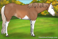 Horse Color:Chestnut Splash 