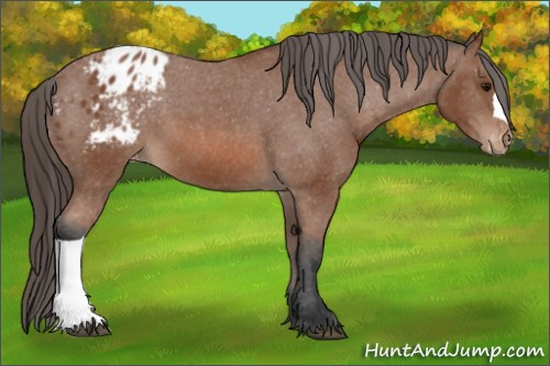 Horse Color: Unknown 