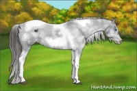 Horse Color:White Spotted Black Splash Tobiano Frame Varnish 