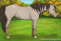 Horse Color:Classic Champagne Dun 