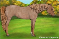 Horse Color:Red Roan