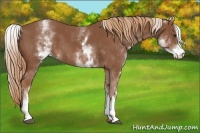 Horse Color:White Spotted Chestnut Sabino