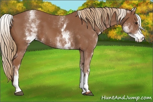 Horse Color: White Spotted Chestnut Sabino 