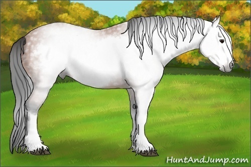 Horse Color:Unknown 