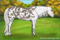 Horse Color:Silver Grullo Appaloosa 