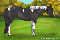 Horse Color:Buckskin Tobiano Rabicano