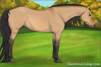 Horse Color:Bay Dun 