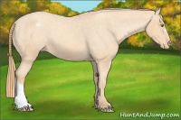 Horse Color:Gold Champagne Appaloosa 