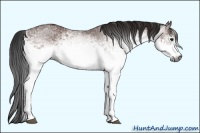 Horse Color:Gray White Spotted Bay