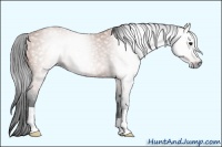 Horse Color:Gray Bay 