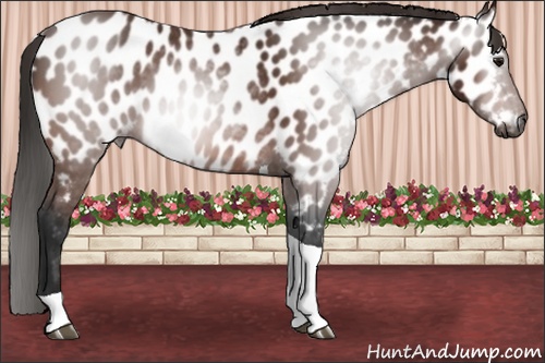 Horse Color:Gray Bay Tobiano Near Leopard 