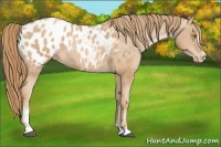 Horse Color:Chestnut Pearl Sabino Blanket Rabicano 