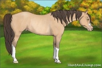 Horse Color:Amber Champagne Rabicano 