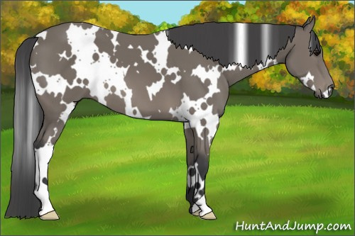 Horse Color: White Spotted Black 