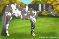 Horse Color:White Spotted Black