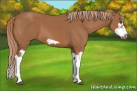 Horse Color:Chestnut Splash Frame