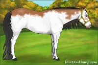 Horse Color:Bay Splash Frame