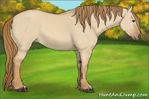 Horse Color: Red Dun 