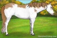 Horse Color:Chestnut Splash Frame