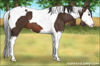Horse Color:Brown Splash Tobiano 