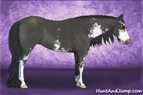 Horse Color: Black Sabino 