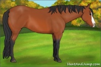 Horse Color:Bay Splash 