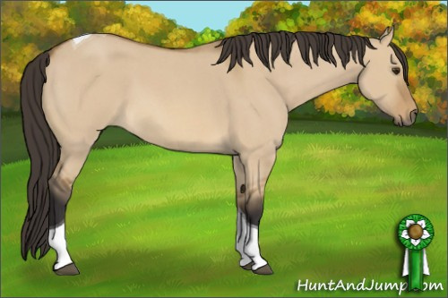 Horse Color: Buckskin Roan Dun Tobiano 