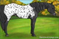 Horse Color:Black Near Leopard 