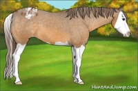 Horse Color:Buckskin Splash Blanket 