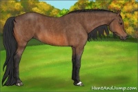 Horse Color:Bay  Brindle
