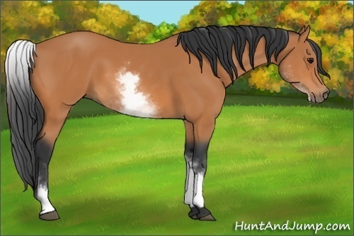 Horse Color:Unknown 