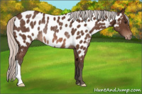 Horse Color:Silver Bay Appaloosa Rabicano