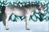 Horse Color:Gray White Spotted Smoky Black