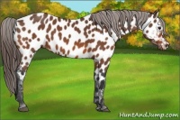 Horse Color:Bay Near Leopard 
