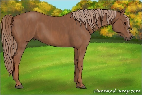 Horse Color: Chestnut Splash Frame  Brindle