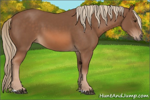 Horse Color: Liver Chestnut 