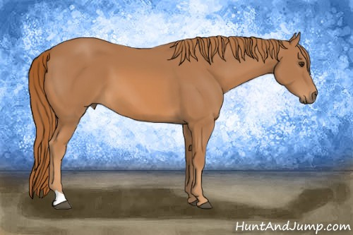 Horse Color: Chestnut 