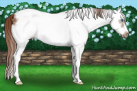 Horse Color:White Spotted Liver Chestnut Splash Frame 