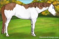 Horse Color:White Spotted Chestnut Splash