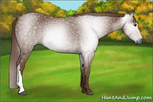 Horse Color:Gray Chestnut 
