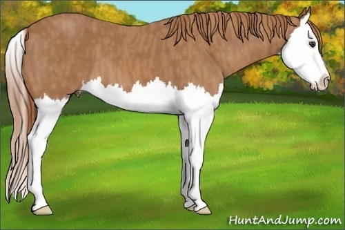 Horse Color:Chestnut Splash  Brindle