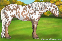 Horse Color:Liver Chestnut Mushroom Appaloosa 