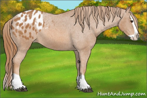 Horse Color: Unknown 
