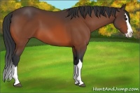 Horse Color:Bay Splash 