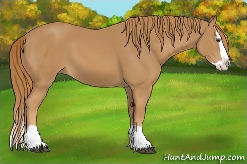 Horse Color: Chestnut Splash 