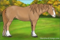 Horse Color:Chestnut Splash 