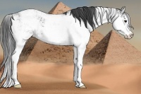 Horse Color:Black Sabino 