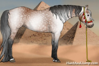 Horse Color:Gray Bay Sabino