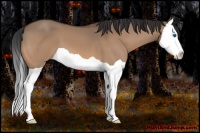 Horse Color:Bay Dun Splash 